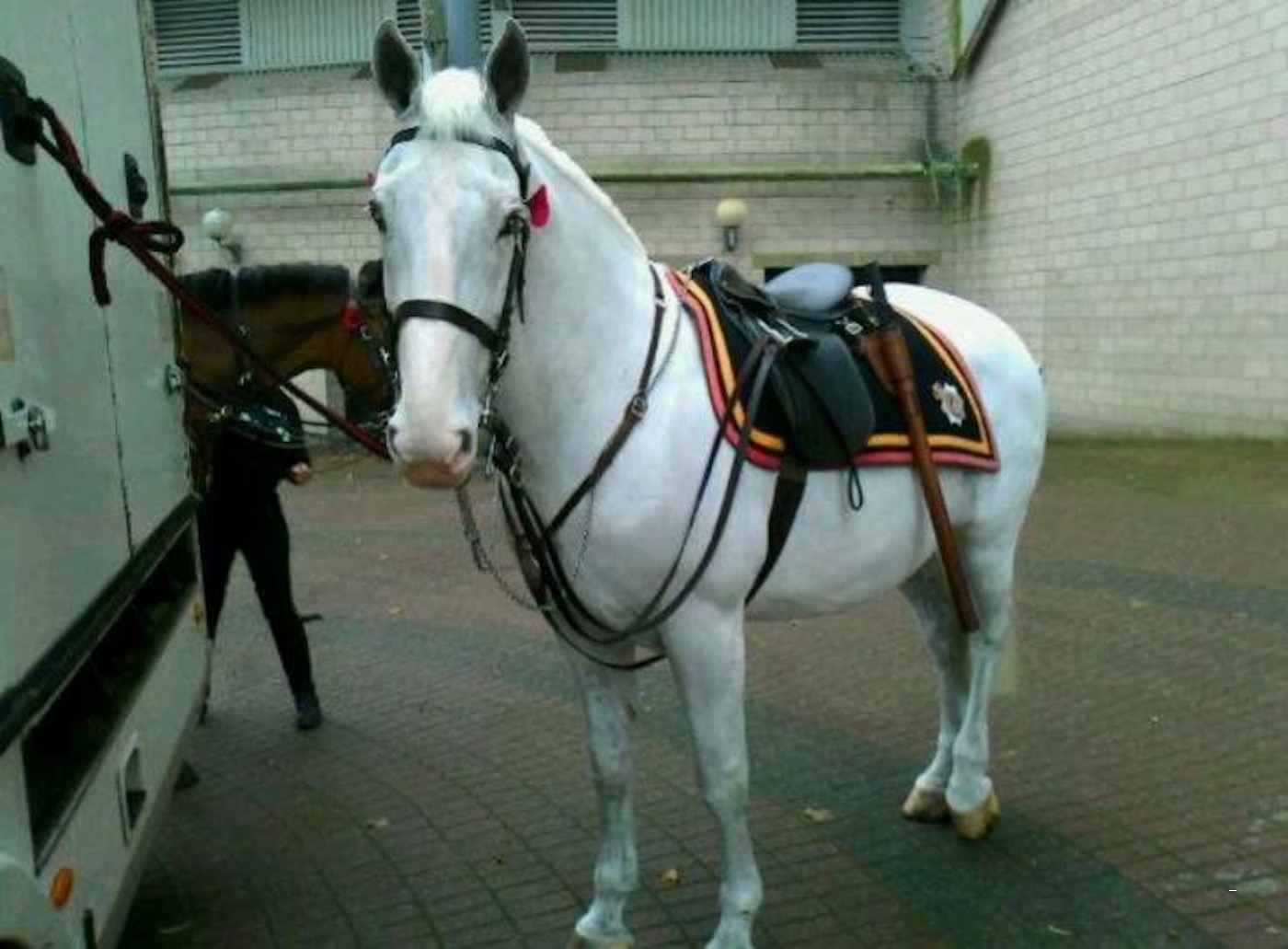 Northumbria Police horse put down in retirement aged 20