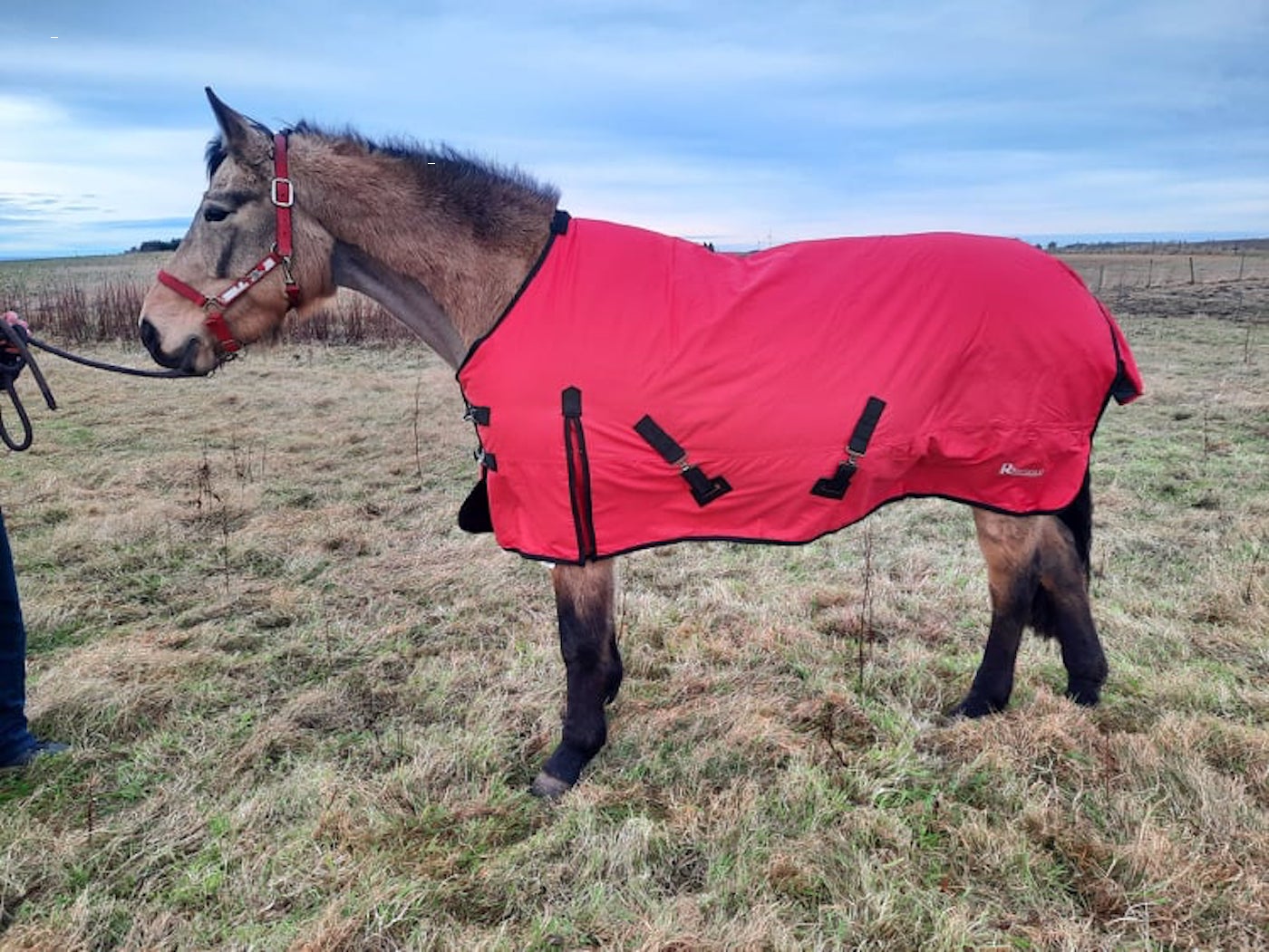 Rhinegold Konig 200g outdoor rug