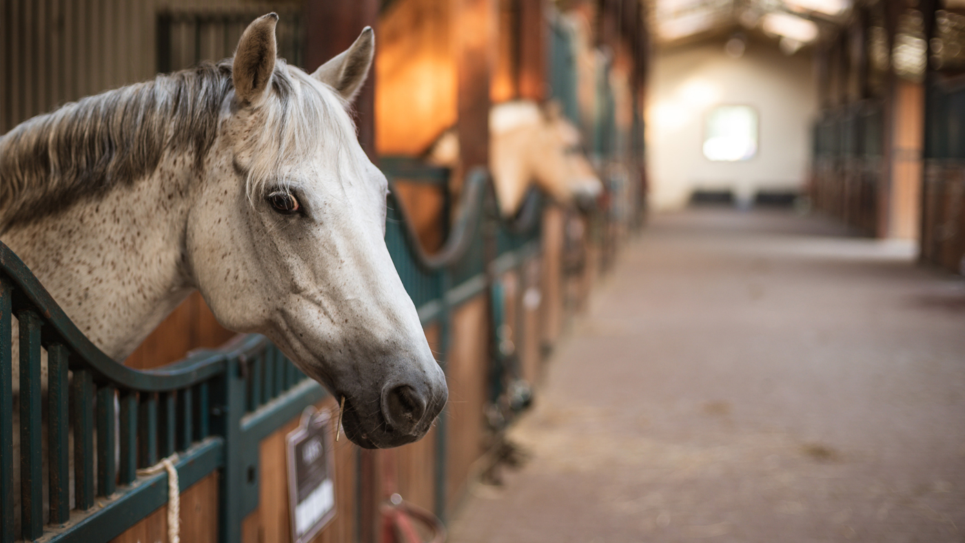 Shearwater-Stables-Insurance