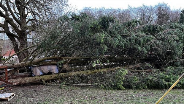 Storm Eunice: horse rescued from fallen trees