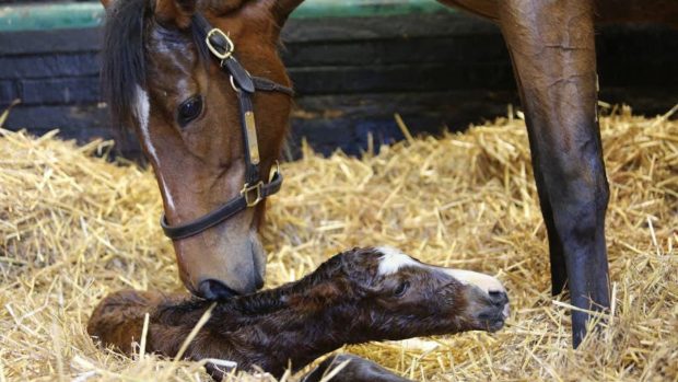 Enable has welcomed her first foal, a colt by Kingman