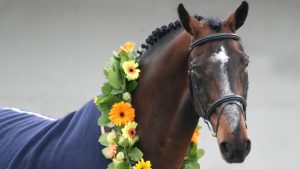 stallion diamant de semilly