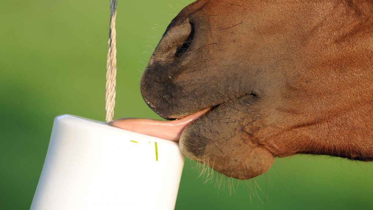Best salt licks for horses flavoured, Himalayan and field Horse & Hound