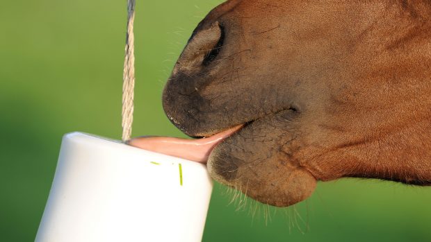 horse licking a salt lick