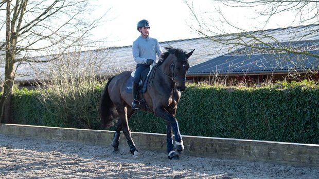 Bramham Horse Trials dressage Tom McEwen training at home on MHS Brown Jack