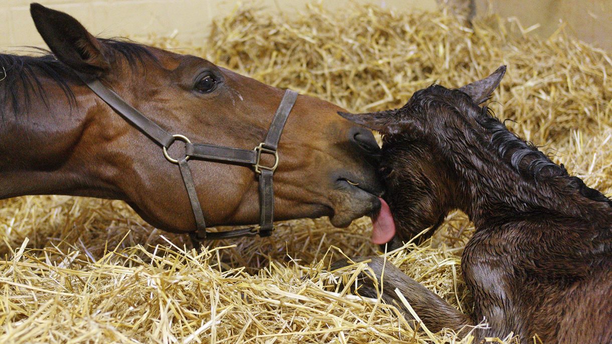Foaling in horses useful advice for firsttimer horse breeders