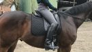 LeMieux Drytex Breeches