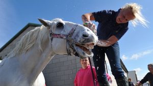 grey horse having bath with best whitening shampoo