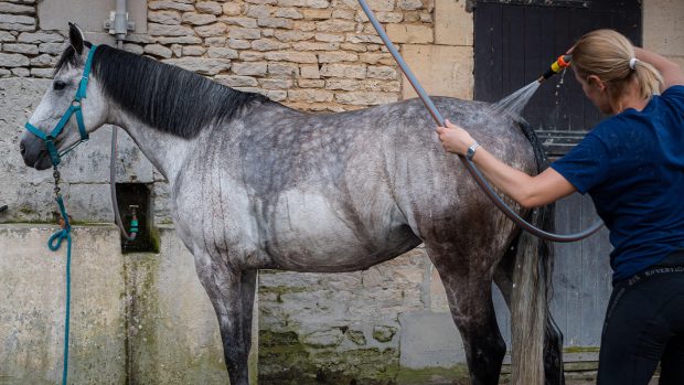 Grey horse being shampooed and washed