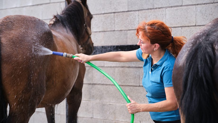 bathing with shampoos for horses with sensitive skin