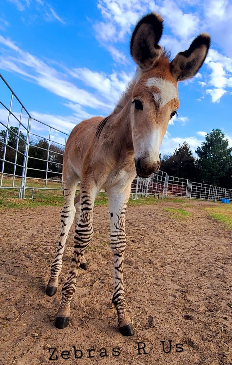 Meet Echo the singing stripelegged zonkey from Texas Horse & Hound