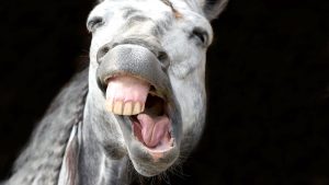 HA64TD Funny animal is a white horse laughing his funny face off.