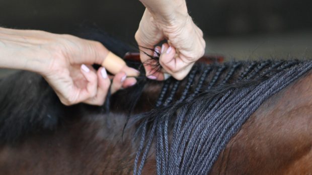 A professional braider preparing a horse for hunter competition