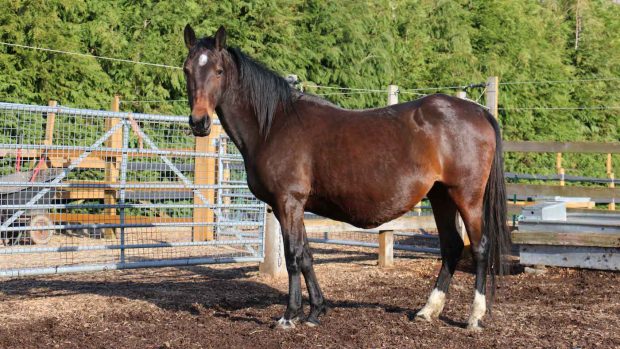 Redwings Horse Sanctuary