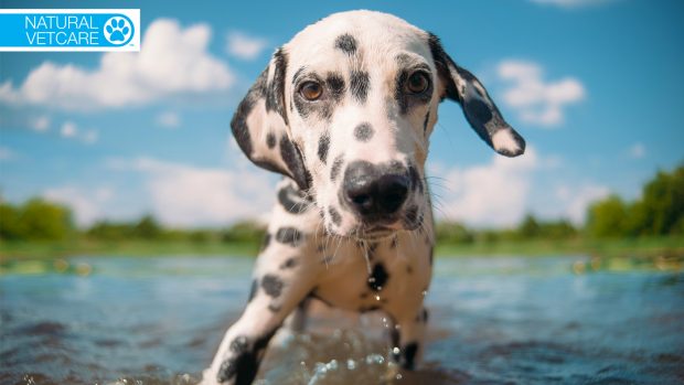 Natural-Vetcare-Hero_1400x788