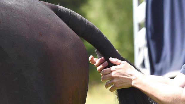 how to do a tail bandage correctly