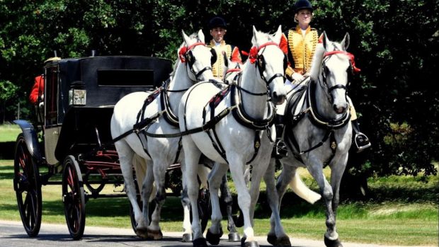 The Royal Mews Windsor grey horses pulling The Queen’s carriage