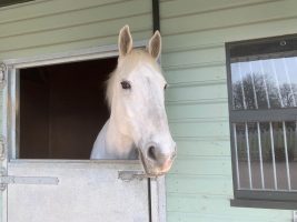 The Windsor Grey served the Royal Mews and was popular with The Queen