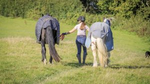 Horse rain sheets Turnout- leading horses out. Groom