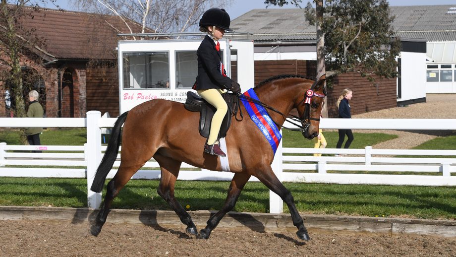 British Riding Pony