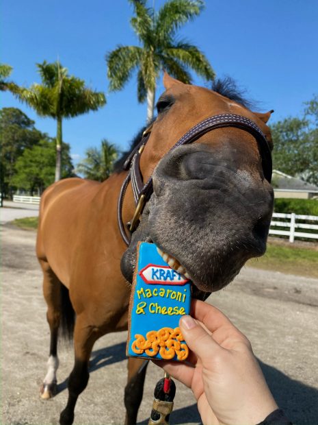 Horse enjoys a Snaks 5th Avenchew in the form of a Macaroni and Cheese packet