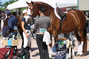 The Groom's Class at the Winter Equestrian Festival hunter section