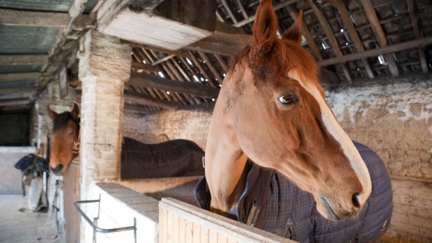 Horse in stable, looking over the door