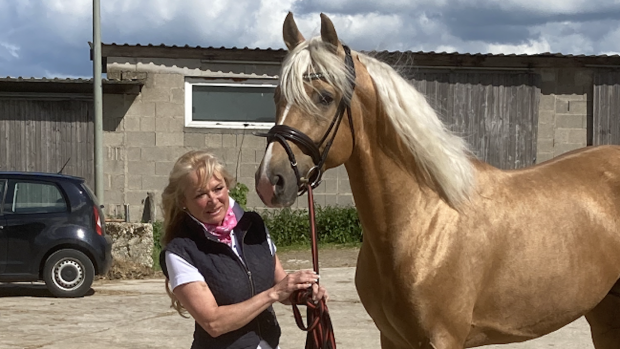 Palomino stallion Saturday Night Fever