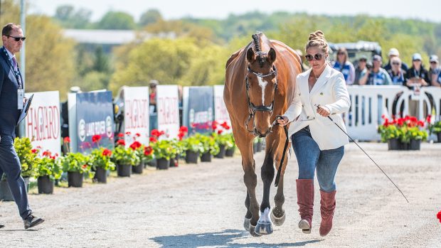 Kentucky Three-Day Event first trot-up: Booli Selmayr and Millfield Lancando