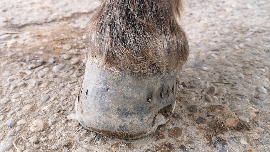 Before application of Absorbine Hooflex Original