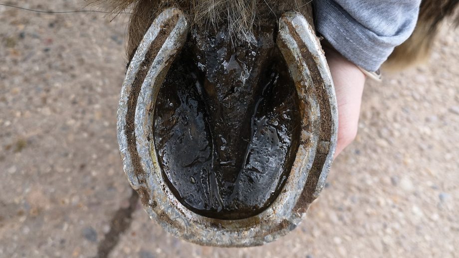 Absorbine Hooflex Original on sole