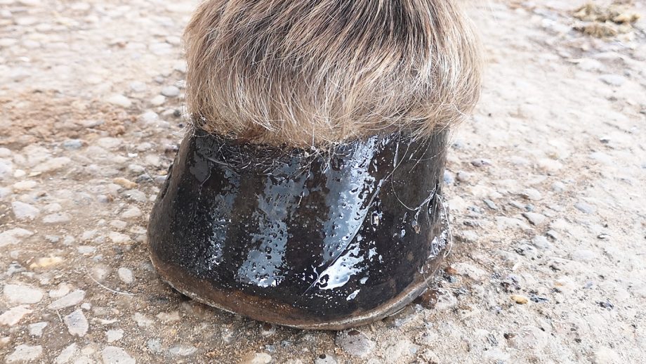 Carr & Day & Martin Cornucrescine tea tree hoof oil on hoof wall