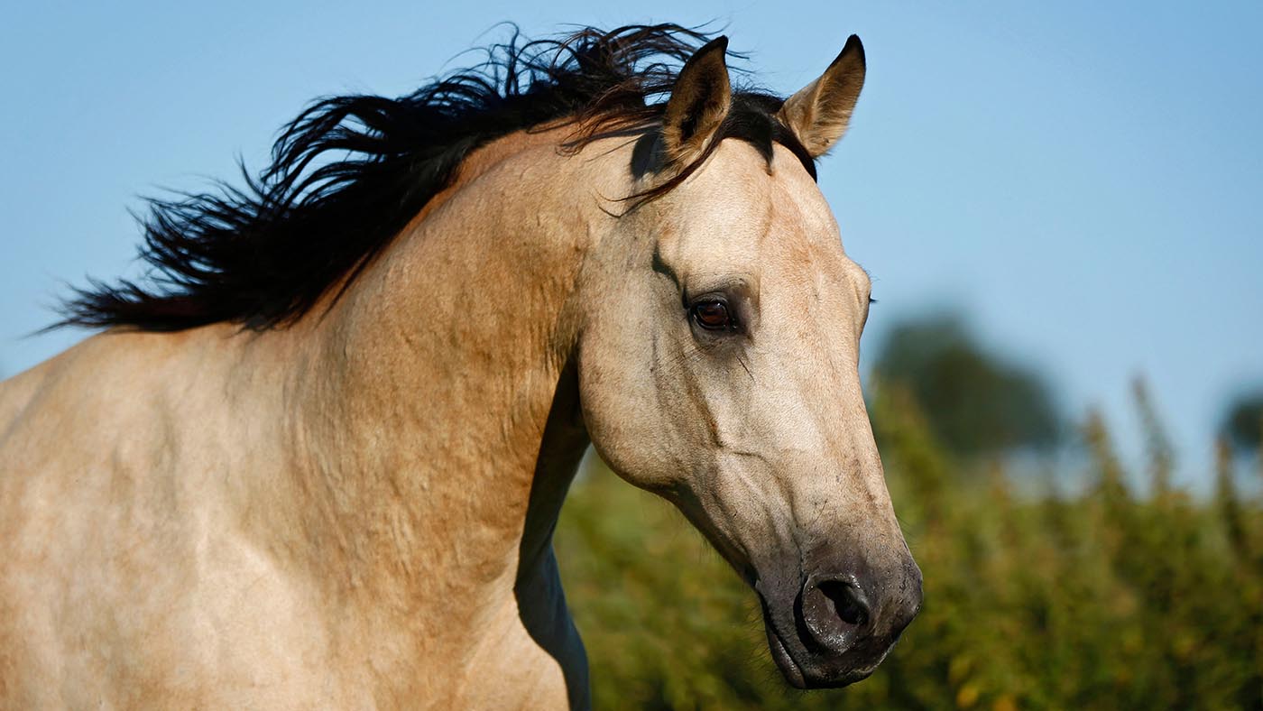 What Is The Rarest Horse Color In The World At Ann Graham Blog