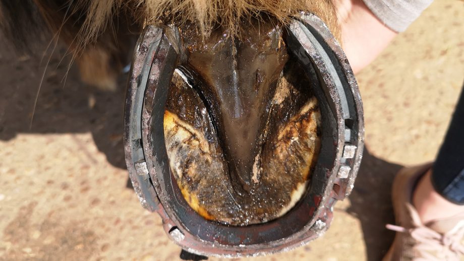 Equine America hoof balm on sole