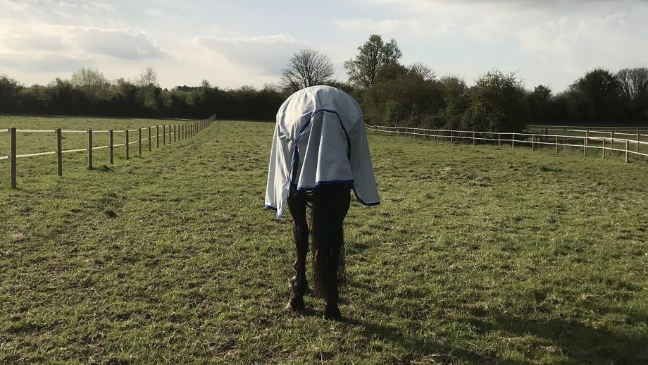 Weatherbeeta ComFiTec 600D/Mesh II Combo Neck fly rug