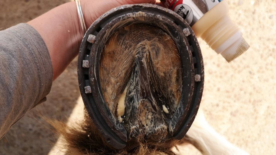 Leovet Hooflab Elastic Cream applied to sole