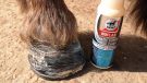 Leovet Hooflab Elastic Cream immediately after application