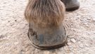 Hoof before application of NAF Profeet Farrier Solution