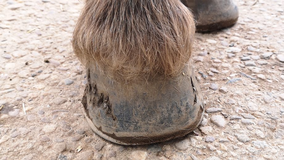 Hoof before application of NAF Profeet Farrier Solution