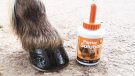 NAF Profeet Farrier Solution on hoof