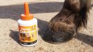 NAF Profeet Farrier Solution dried on hoof