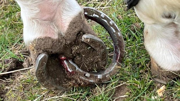 The horse escaped serious injury despite the freak accident