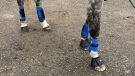QHP Technical Eventing Boots full set