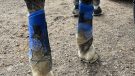 QHP Technical Eventing Boots hind