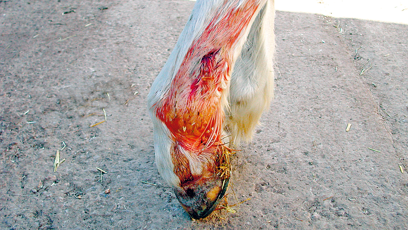 SEIB_Leg-Injury_1400x788