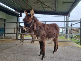 The donkey foal pictured settling in at the Donkey Sanctuary Ireland