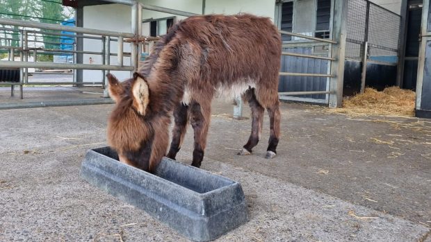 The donkey foal was taken in by the Donkey Sanctuary Ireland