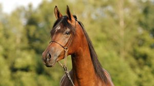 Arabian horse