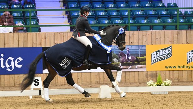 Jessica WAde at Mcclaren II, prelim gold winners at the Winter Dressage Championships