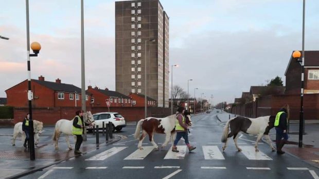 Walkers’ Wood: Park Palace Ponies crowdfunding